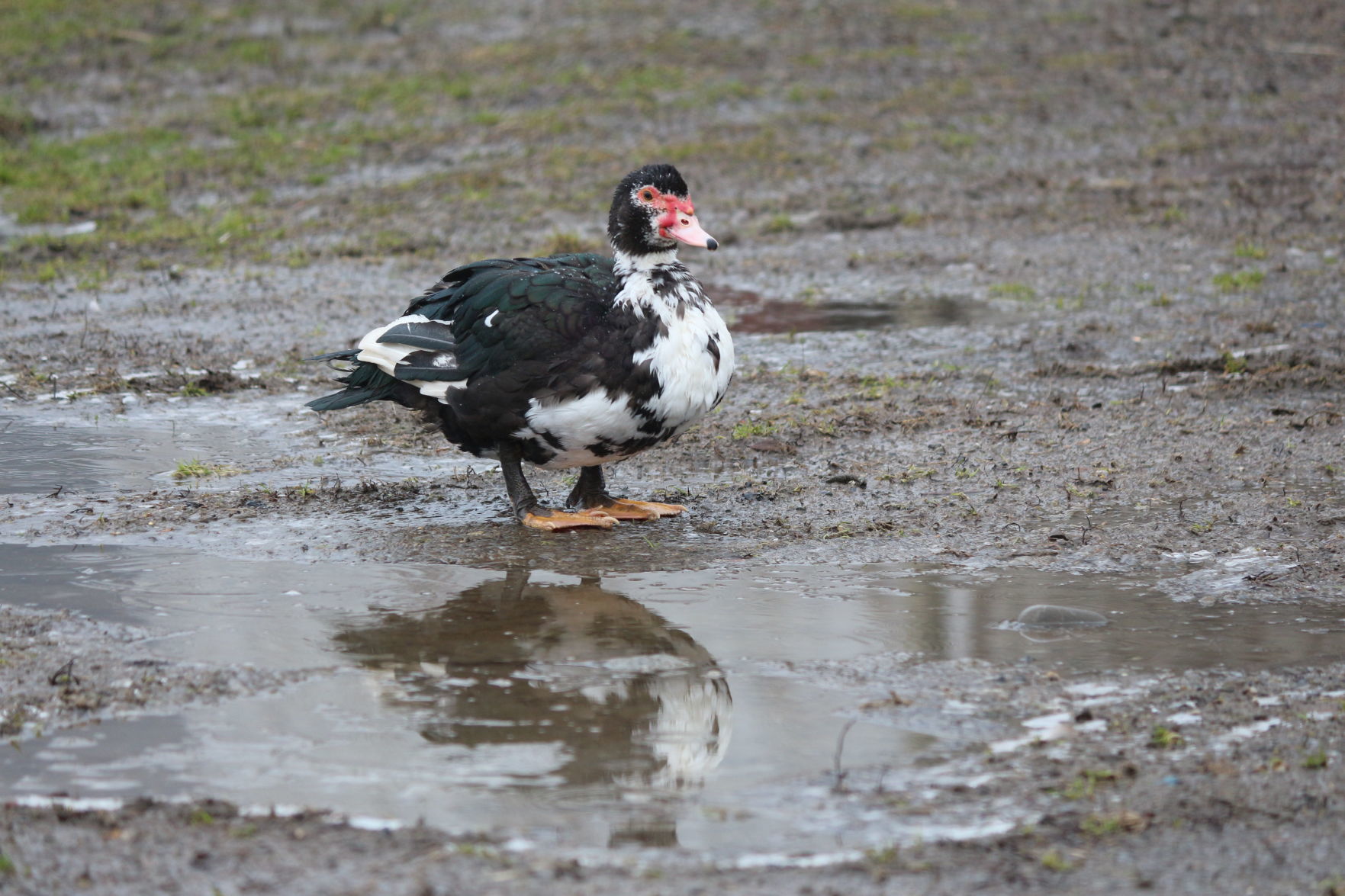 The weather is just ducky